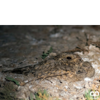 گونه شبگرد بلوچی Sykes Nightjar